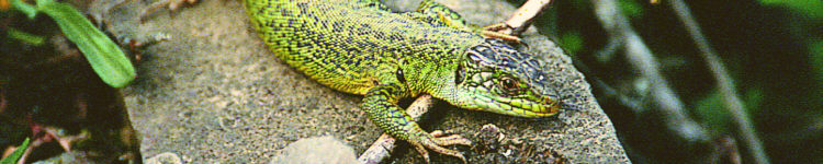 Eine Smaragdeidechse im Dortebachtal